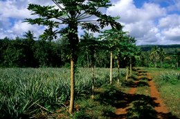 Agriculture;-Ananas;-Archipel-des-Comores;-France;-Kaleidos;-Kaleidos-images;-La-parole-à-limage;-Laurent-Abad;-Mayotte;-Océan-Indien;-Papayer;-Paysage;-Piste;-Stories-Pictures;-Terre-rouge
